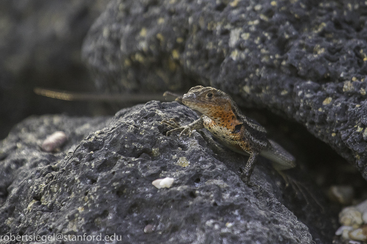 galapagos